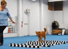 Cavaletti Work for Perfect Gaiting coaching